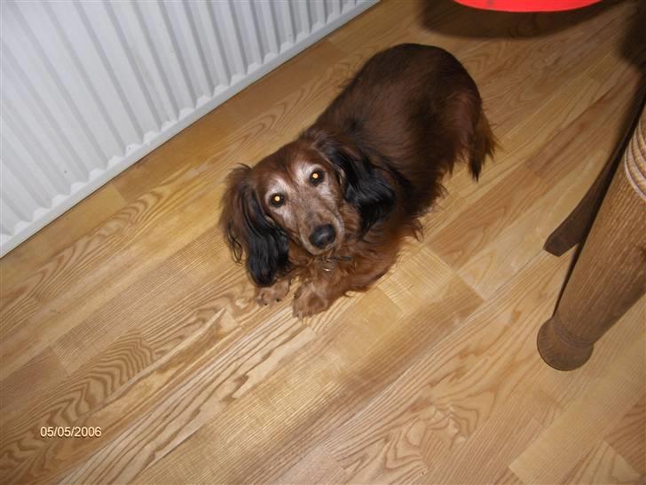 Dværggravhund Heiko RIP - hvad glor i på ? billede 3