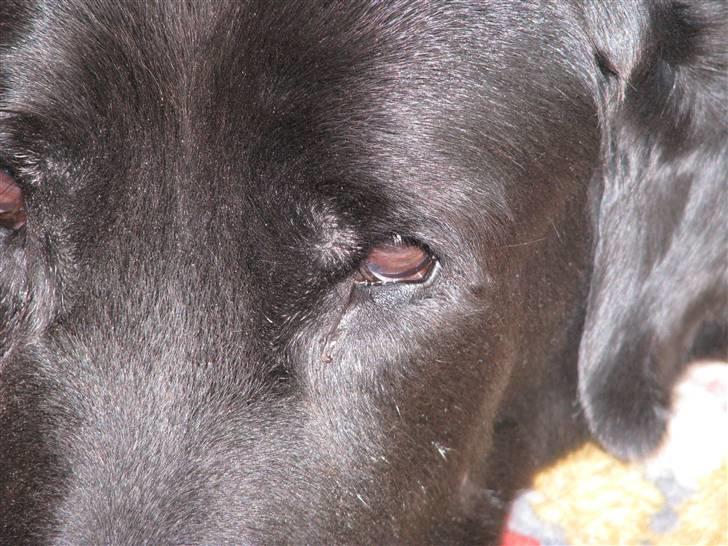 Blanding af racer Laban billede 16