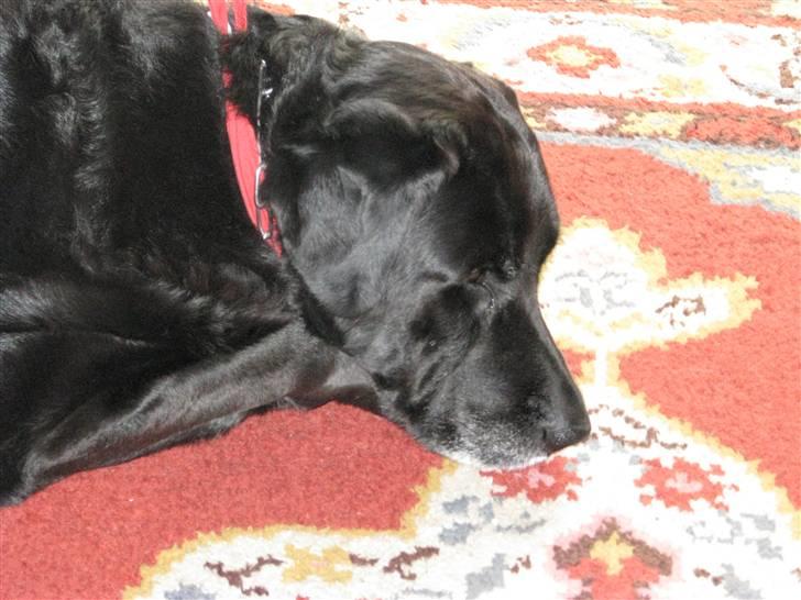 Blanding af racer Laban billede 17