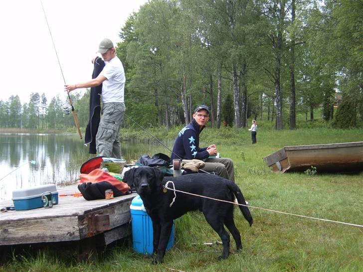 Labrador retriever Anton Skjødt - På fisketur i sverige.. Super dejligt.. billede 7