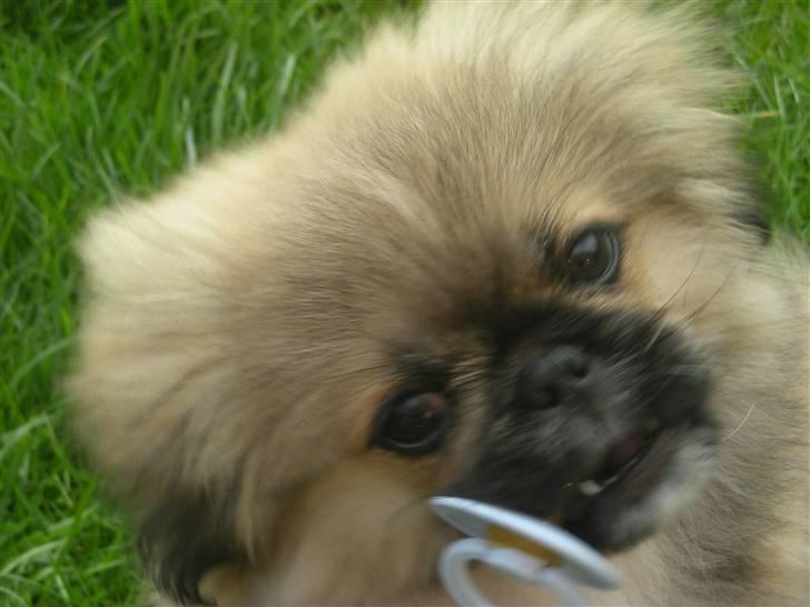 Pekingeser **Caiser** billede 13