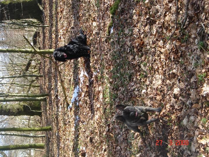 Blanding af racer Freja *Himmelhund* billede 14