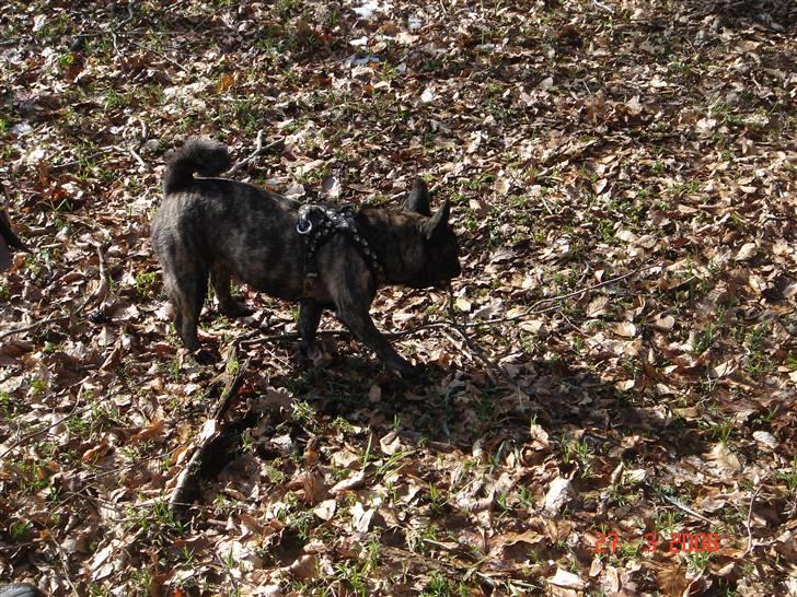 Blanding af racer Freja *Himmelhund* billede 15