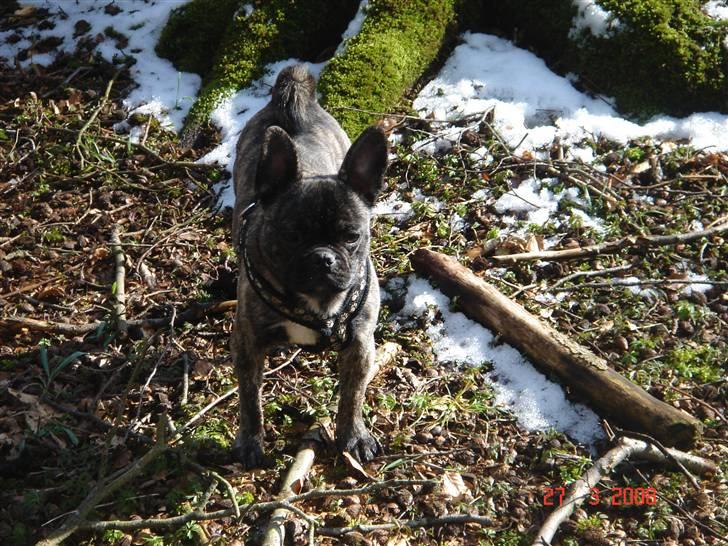 Blanding af racer Freja *Himmelhund* billede 16