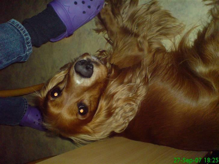 Cocker spaniel Tayson billede 1