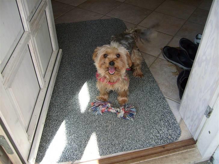 Yorkshire terrier  » Chilli « billede 1