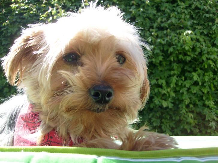 Yorkshire terrier  » Chilli « billede 2