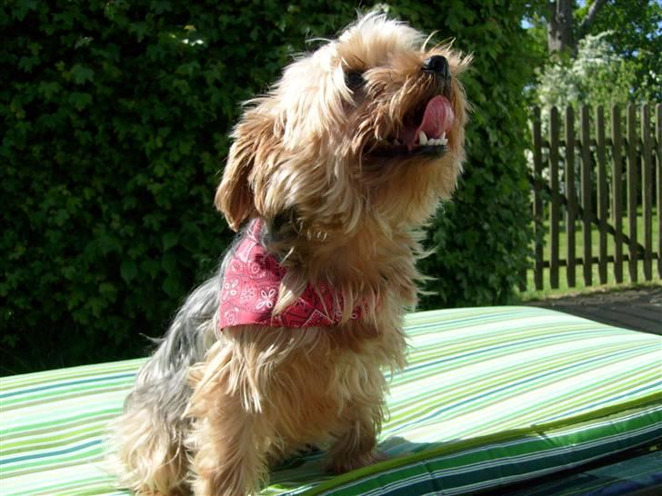 Yorkshire terrier  » Chilli « billede 3