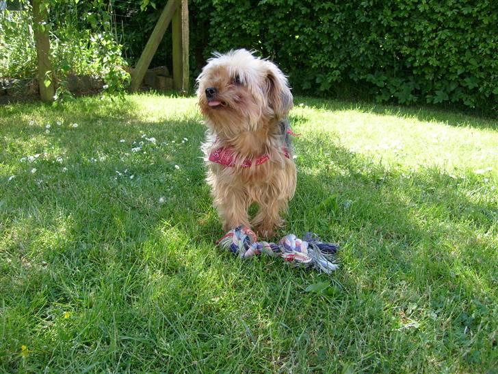 Yorkshire terrier  » Chilli « billede 4
