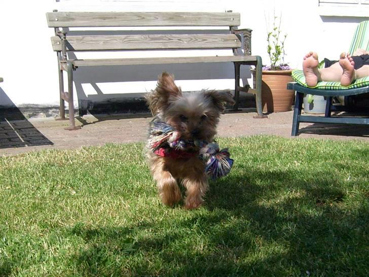 Yorkshire terrier  » Chilli « billede 5