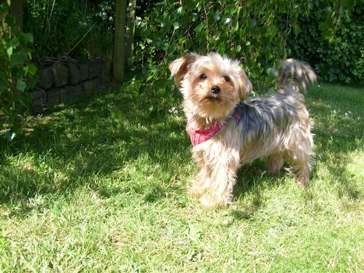 Yorkshire terrier  » Chilli « billede 6