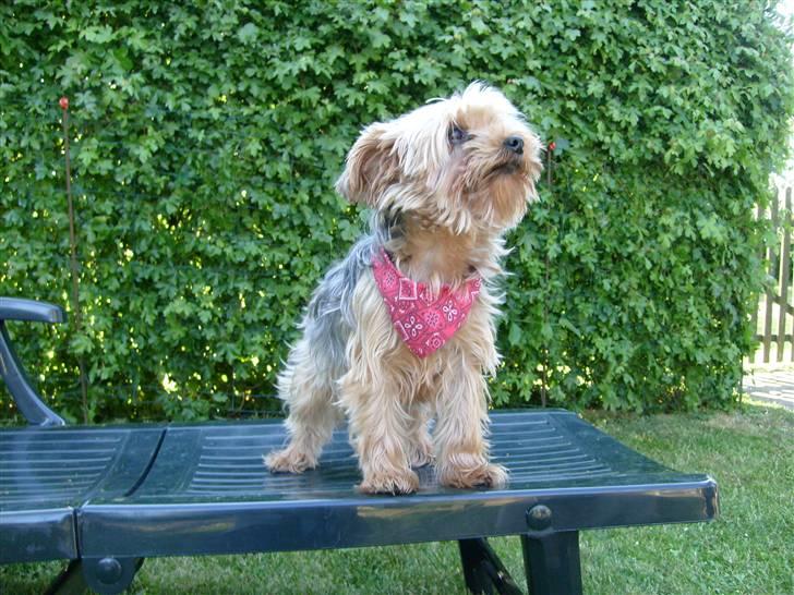 Yorkshire terrier  » Chilli « billede 7