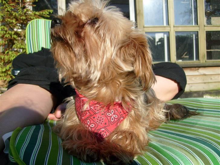 Yorkshire terrier  » Chilli « billede 8