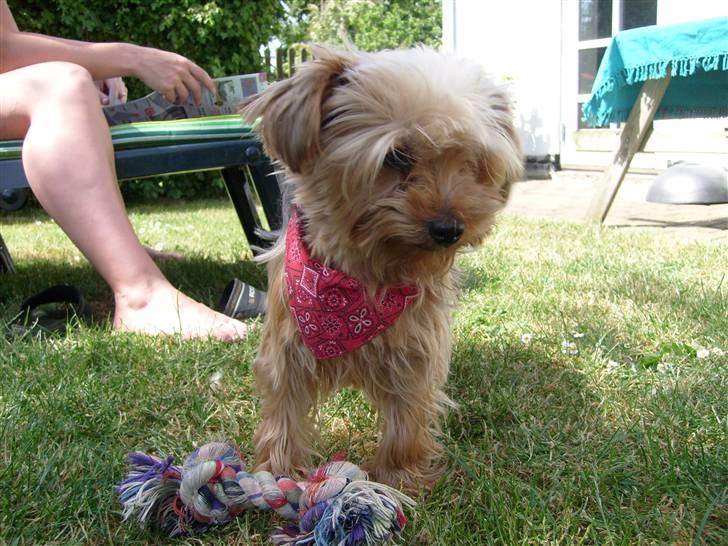 Yorkshire terrier  » Chilli « billede 9