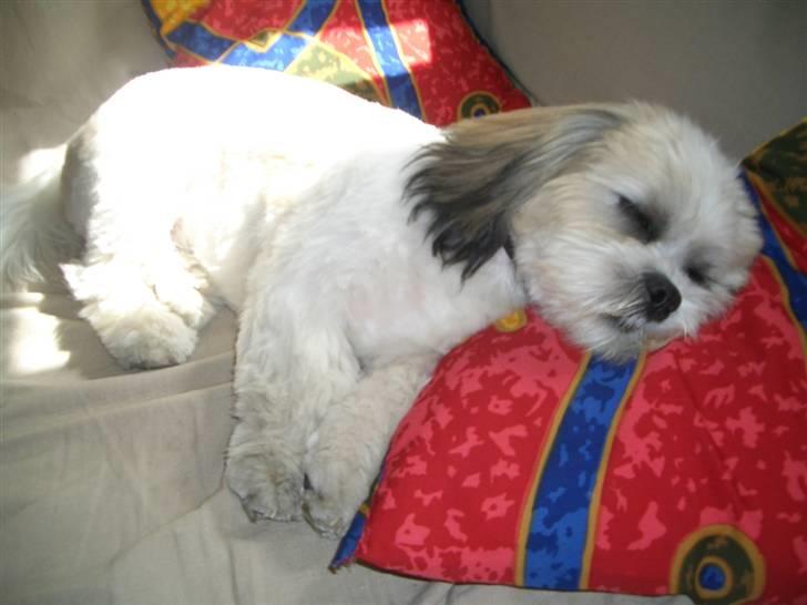 Lhasa apso balou -  zzzzzzzzzzzzzzzzzzzzzzzzzz billede 9