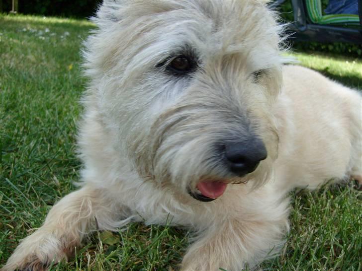 Cairn terrier »  Bonzo « billede 1