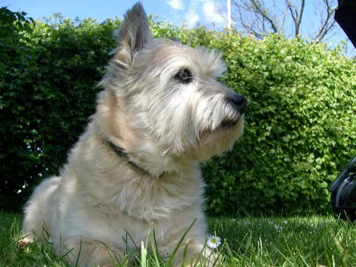 Cairn terrier »  Bonzo « billede 2