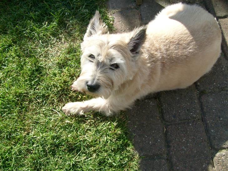 Cairn terrier »  Bonzo « billede 3