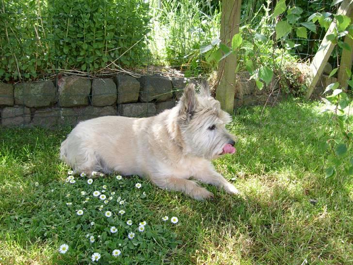 Cairn terrier »  Bonzo « billede 4