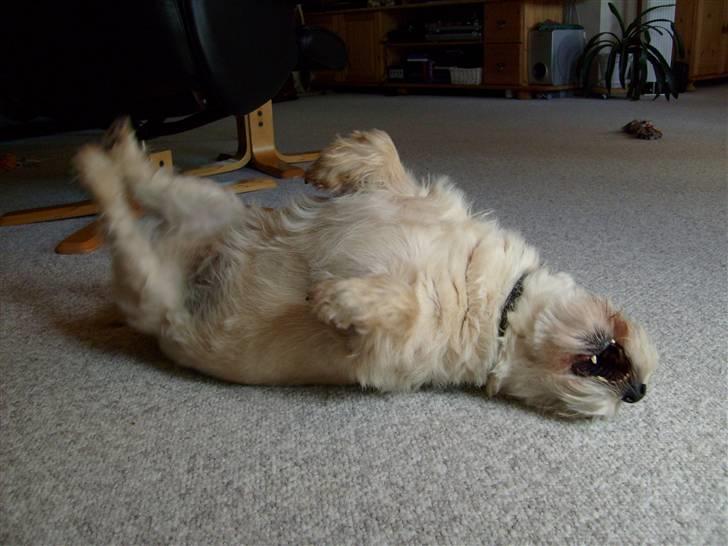 Cairn terrier »  Bonzo « billede 5