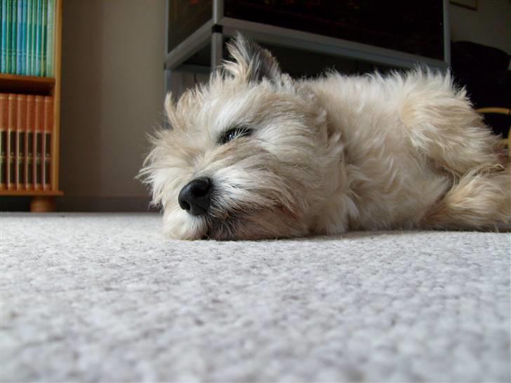 Cairn terrier »  Bonzo « billede 6