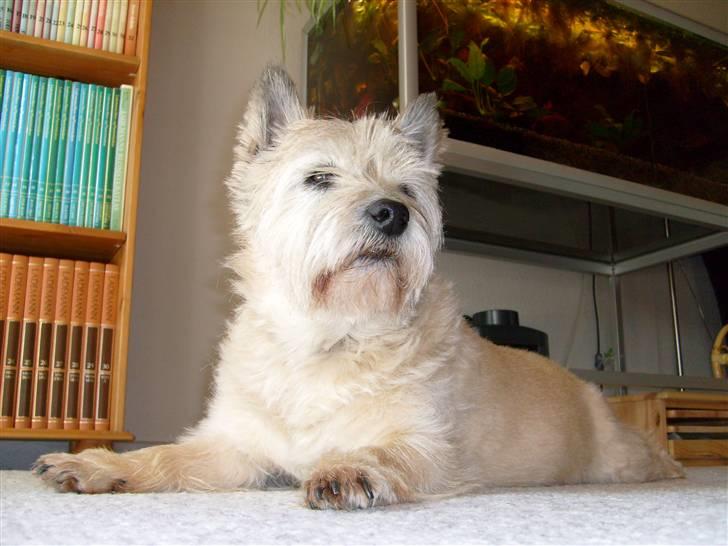 Cairn terrier »  Bonzo « billede 7