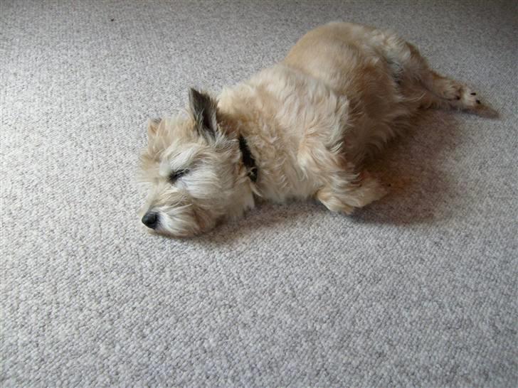 Cairn terrier »  Bonzo « billede 8