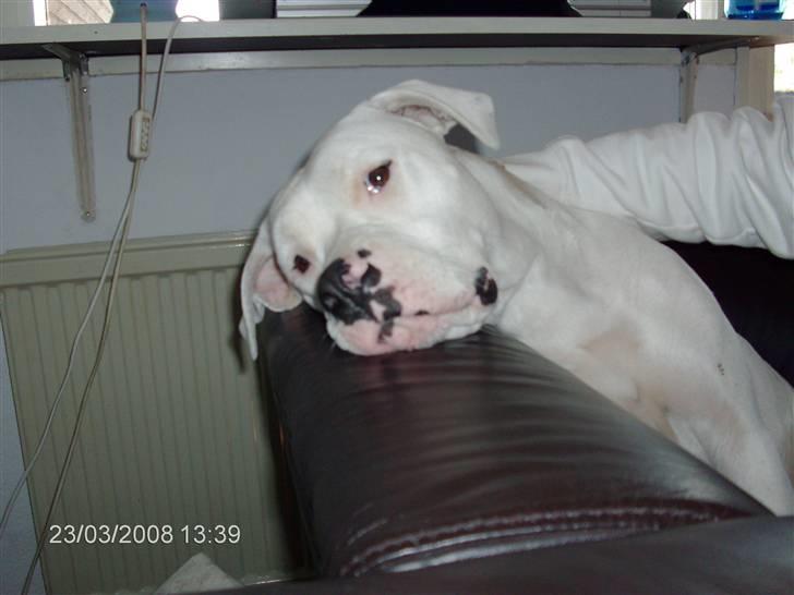 Amerikansk bulldog | Shadi | billede 15