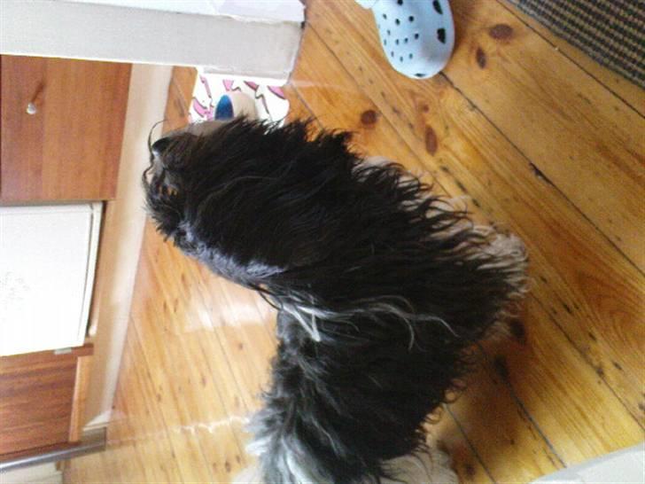 Bichon havanais Luna - Sulten efter mad billede 2