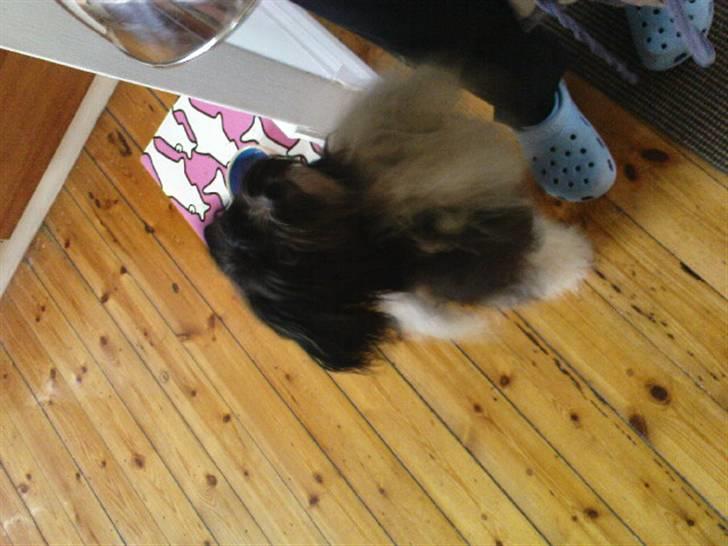 Bichon havanais Luna - Nøj! Luna kan vinke, når der er råt kød på vej.. billede 3