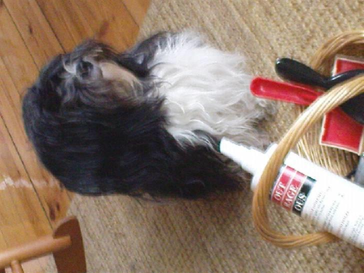 Bichon havanais Luna - Kan jeg mon gemme børsterne væk? skumle bagtanker...  billede 4