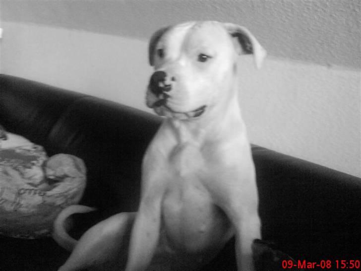 Amerikansk bulldog | Shadi | billede 16