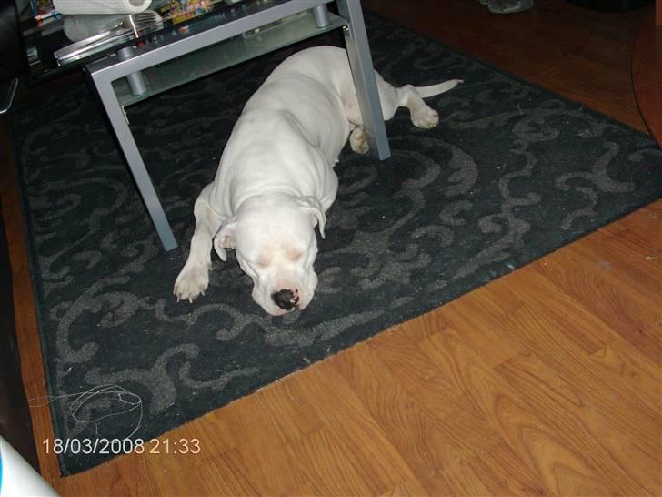 Amerikansk bulldog | Shadi | billede 17