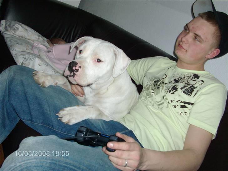 Amerikansk bulldog | Shadi | billede 18
