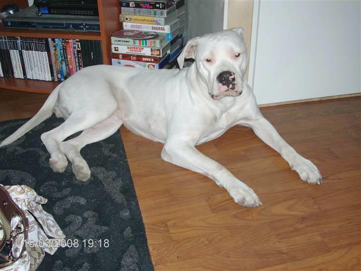 Amerikansk bulldog | Shadi | billede 19