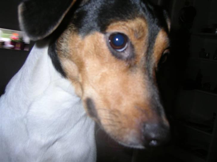 Dansk svensk gaardhund Speedy  billede 1