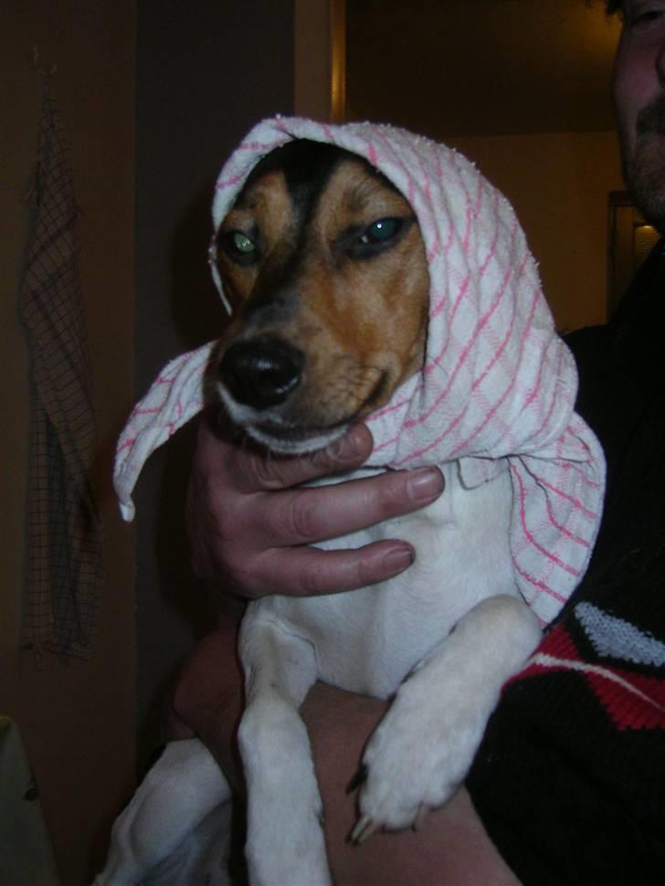 Dansk svensk gaardhund Speedy  billede 2