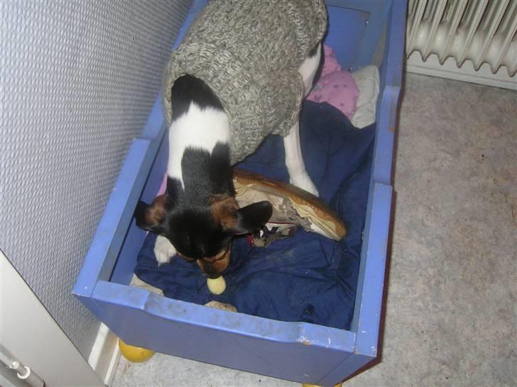 Dansk svensk gaardhund Speedy  billede 3