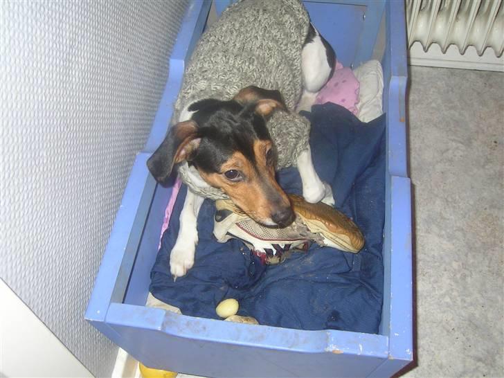 Dansk svensk gaardhund Speedy  billede 4