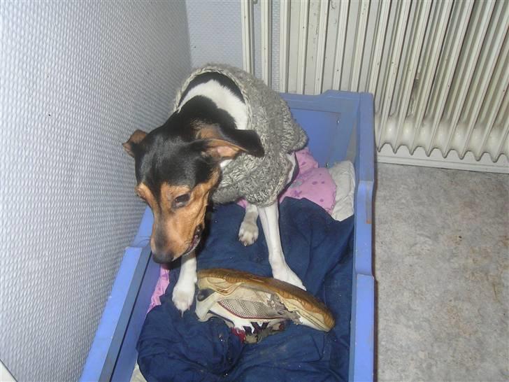 Dansk svensk gaardhund Speedy  billede 5