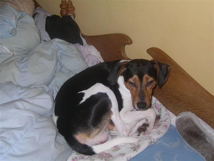 Dansk svensk gaardhund Speedy  billede 6