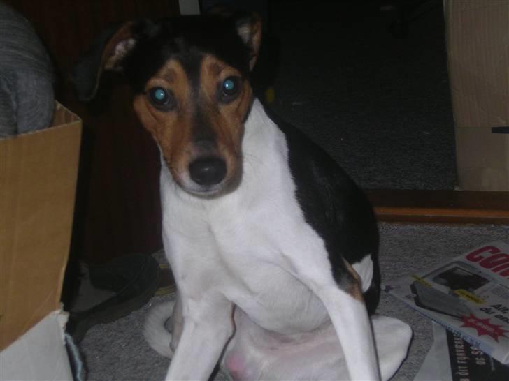 Dansk svensk gaardhund Speedy  billede 7