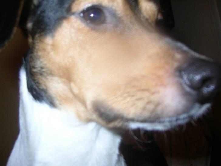 Dansk svensk gaardhund Speedy  billede 8