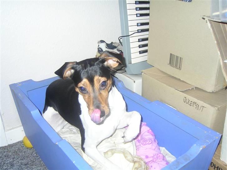 Dansk svensk gaardhund Speedy  billede 10