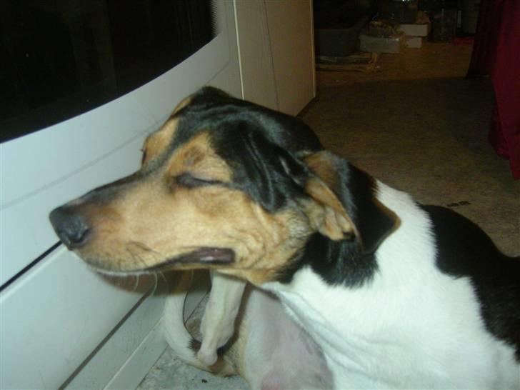 Dansk svensk gaardhund Speedy  billede 11