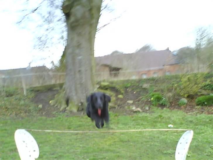 Blanding af racer Bella - Hun kan springe højt! billede 10