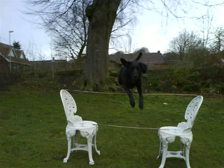 Blanding af racer Bella - Yeah.. billede 11