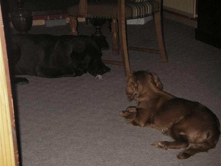 Cavalier king charles spaniel Kikki - Hvis jeg nu ligger helt stille, kan det være hun vil dele sit kødben med mig... billede 17