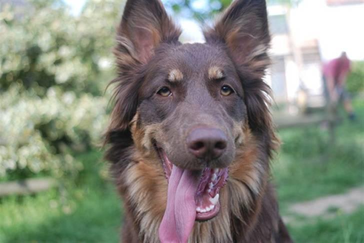 Blanding af racer Laika - Laika var med oppe hos mine forældre og lege med deres hunde; derfor den lange tunge :] billede 7