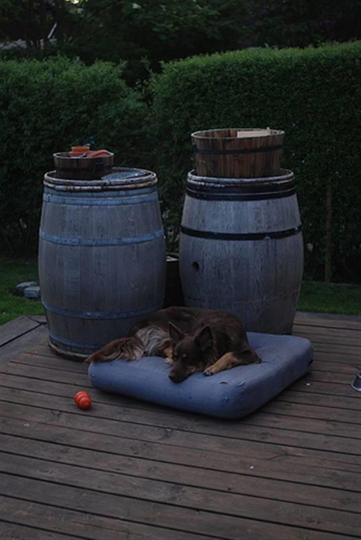 Blanding af racer Laika - Dengang yndlingspuden stadig eksisterede... faktisk var der hele to men hun spiste dem begge. billede 8